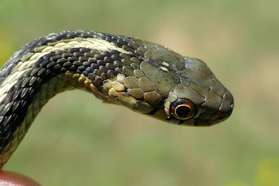 Close-up of snake