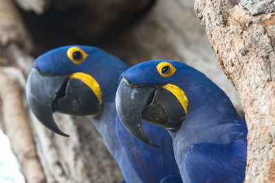 Closeup two blue hyacinth macaws anodorhynchus hyacinthinus nesting in tree hollow pantanal, brazil.