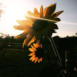 Close-up of sunflower against sky at sunset