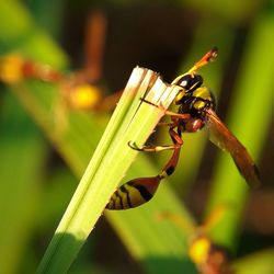 Close-up of insect on leaf