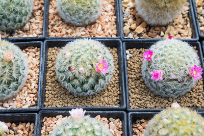 High angle view of potted cactus flower pot