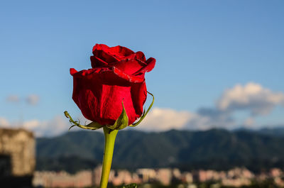 Close-up of red rose blooming against sky