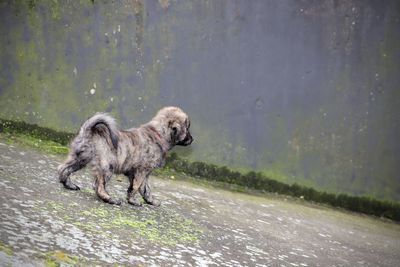 Dog running on road in city