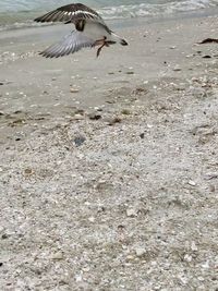Seagulls flying over beach