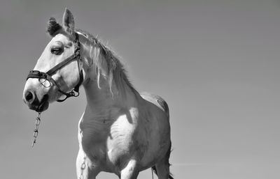 Horse outdoors