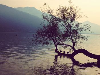 Tree by lake against sky