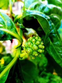 Close-up of green leaf