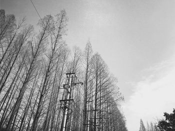 Low angle view of trees against sky