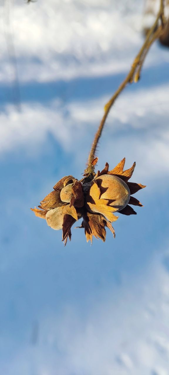 flower, nature, sky, leaf, cloud, macro photography, branch, flying, tree, beauty in nature, no people, plant, animal, yellow, animal themes, animal wildlife, outdoors, day, blue, close-up, focus on foreground, autumn, wildlife, animal wing, one animal, plant part, insect, animal body part