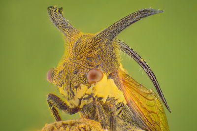 Close-up of butterfly on flower
