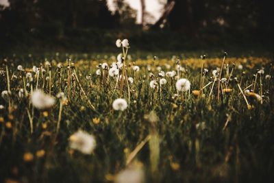Close-up of dandelions growing on field