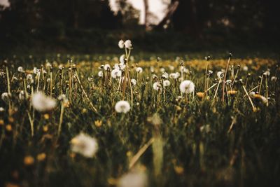 Close-up of dandelions growing on field