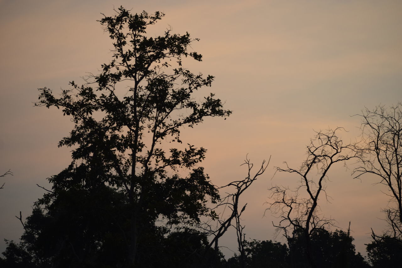 LOW ANGLE VIEW OF SILHOUETTE TREES AGAINST SKY DURING SUNSET