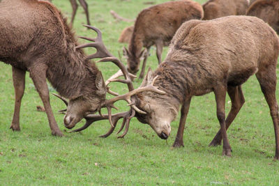 Side view of two stags rutting on field