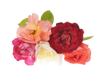 Close-up of rose bouquet against white background
