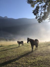 Horses in a field