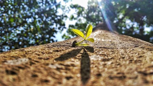 Close-up of small plant against tree