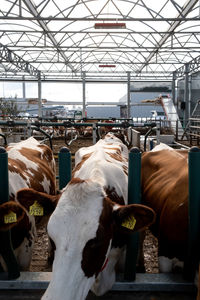 Cows standing in a farm