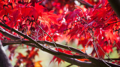 Close-up of red maple leaves on tree