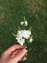 Close-up of hand holding flowers