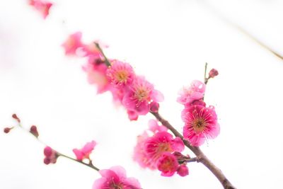 Close-up of pink cherry blossoms in spring