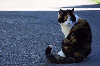 Cat sitting outdoors