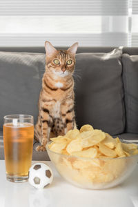 Cat fan watching football at home with beer and chips.