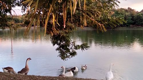 Ducks swimming in lake