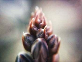 Close-up of pine cone
