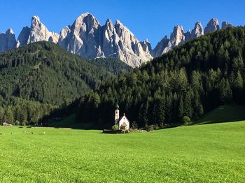 Panoramic shot of trees on field against sky