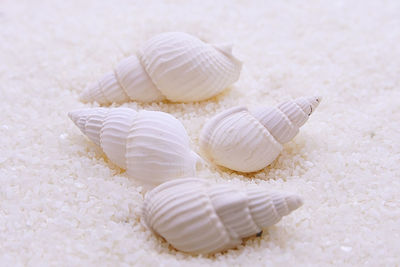 Close-up of seashell on sand