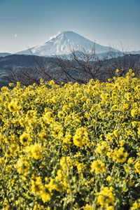 Scenic view of oilseed rape field against sky