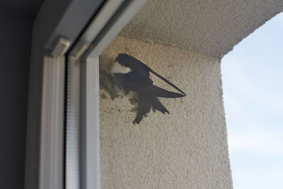 Low angle view of bird perching on window