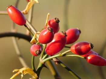 Close-up of red berries growing on tree