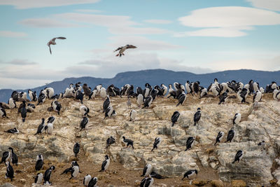 Seagulls flying against sky