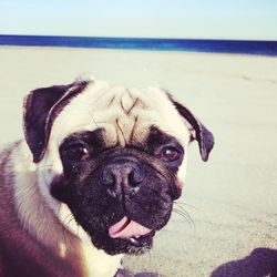 Close-up of dog on beach against sky