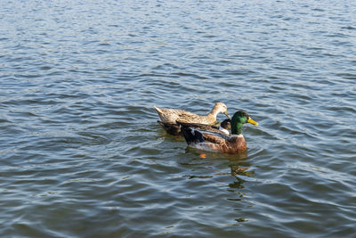 High angle view of duck swimming in lake