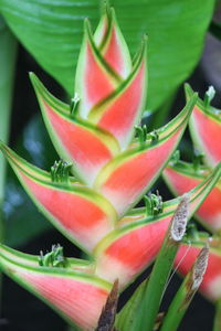 Close-up of red flower