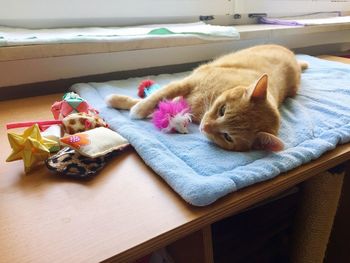 Close-up of ginger cat