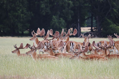 Deer in a field