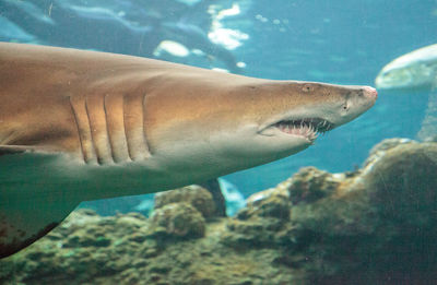 Close-up of fish swimming in sea