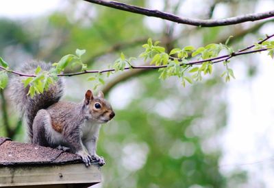 Squirrel on a tree