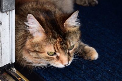 Close-up of cat sitting outdoors