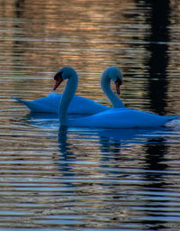 View of swans swimming in lake