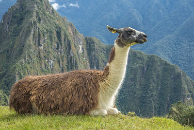 Side view of llama sitting on field against mountains