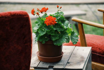 Close-up of potted plant on table