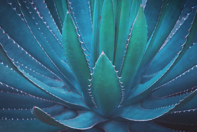 Close-up of succulent plant