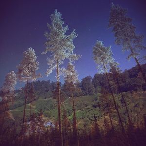 Low angle view of trees against sky at night