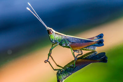 Close-up of insect on leaf