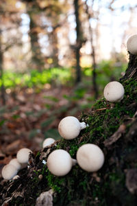 Close-up of mushrooms growing on field